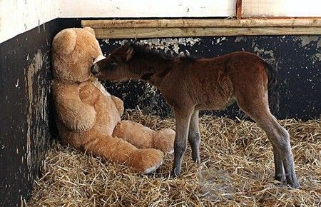 小马驹把泰迪熊当妈妈依偎撒娇(组图)