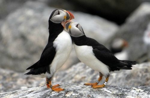 1. They mate for life: Puffins have lifespans averaging 20 years, and unless a partner should die, they return to the same mate year after year. 它们是一生的伴侣：善知鸟能或20年左右，它们每年只和固定的伴侣交配，年复一年，为另一半守身如玉，除非另一半去世。